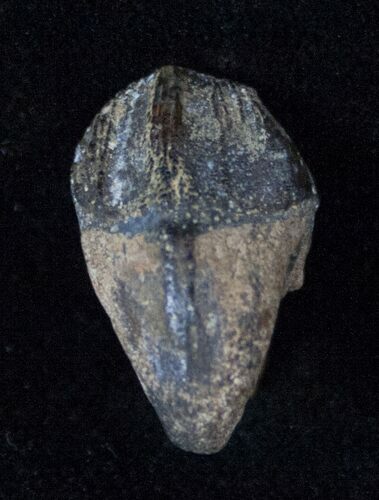 Juvenile Rooted Triceratops Tooth - Montana #13391